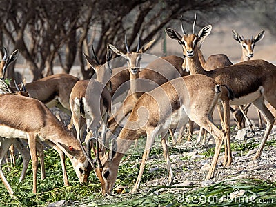 In Al Saleel National Park, there is a large herd, Arabian gazelle, Gazella arabica. Oman Stock Photo