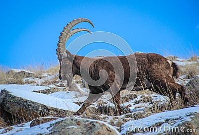 Mountains goat. Kirgizstan. Ala-Archa valley Stock Photo