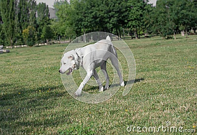 Alabai dog running on the grass.Selective focus on the dog Stock Photo