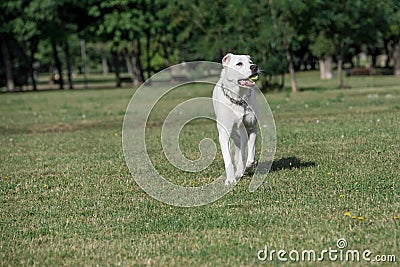 Alabai dog running on the grass.Selective focus on the dog Stock Photo