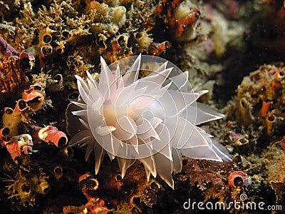 Alabaster Nudibranch Stock Photo