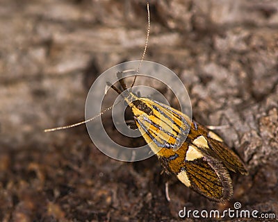 Alabonia geoffrella moth from above Stock Photo