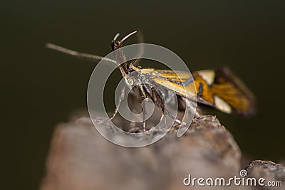 Alabonia geoffrella moth showing palps Stock Photo