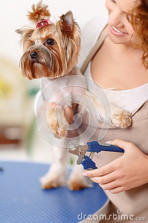 Alarmed pet before its claws are being groomed Stock Photo