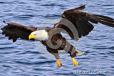 Alaska Bald Eagle Flying Low Stock Photo