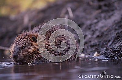 Alaska - Beaver Stock Photo