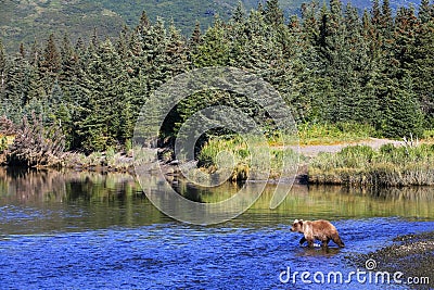 Alaska Brown Bear Silver Salmon Creek Lake Clark National Park Stock Photo