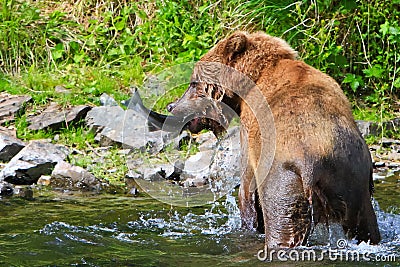 Alaska Brown Grizzly Bear Catches Fish Stock Photo