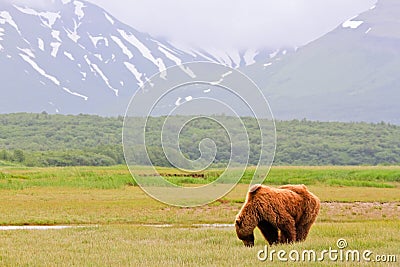 Alaska Brown Grizzly Bear Grazing in Katmai Stock Photo