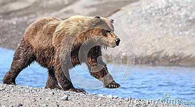 Alaska Brown Grizzly Bear Running Near Creek Stock Photo