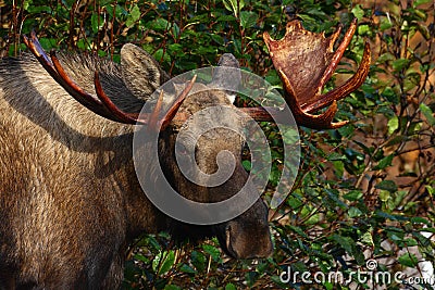 Alaska Bull Moose Stock Photo