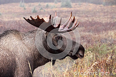 Alaska Bull Moose Stock Photo