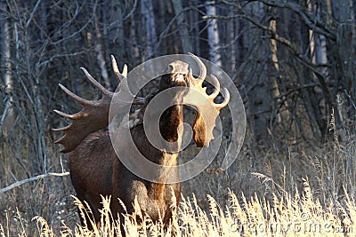 Alaska Bull Moose Stock Photo