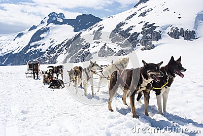 Alaska - Dog Sledding Stock Photo