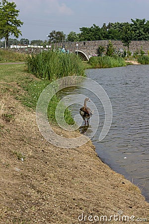 Alaska goose in the lake Stock Photo