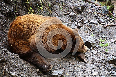 Alaska, grizzly bear asleep on the shore Stock Photo