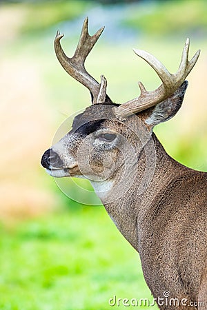 Alaska male sitka black-tailed deer close up portrait Stock Photo