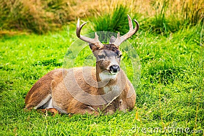 Alaska male sitka black-tailed deer close up portrait Stock Photo