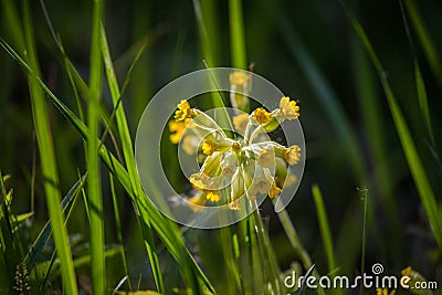 Alaska native fireweed growing near the forest. Before blossoming. Stock Photo