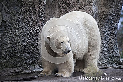 Alaska, polar bear. Big white bear in the spring in the forest . Polar bear is in Alaska, rocks, grass, cold spring. Stock Photo