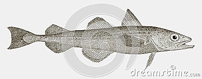 Alaska pollock in side view Vector Illustration