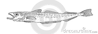 Alaska pollock. Hand drawn ink realistic illustration. Stock Photo