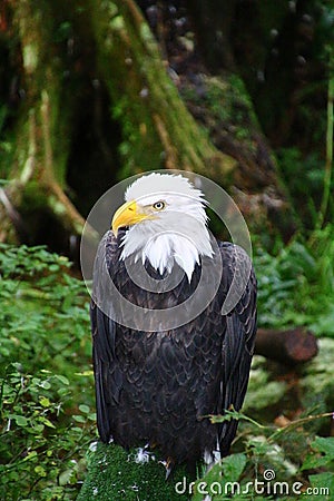 Bald eagle, Alaska Raptor Center in Sitka, Alaska, United States Stock Photo