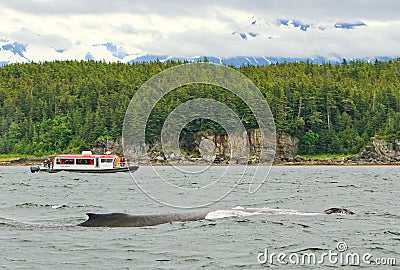 Alaska - Small Boat Big Humpback Whale Editorial Stock Photo