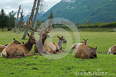 Alaska Wildlife Conservation Center Stock Photo