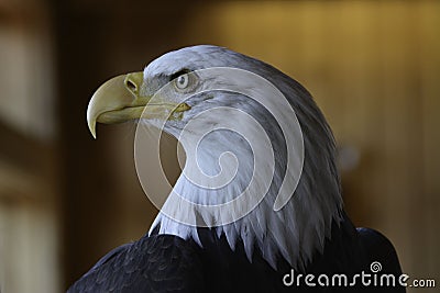 Alaskan bald eagle Stock Photo