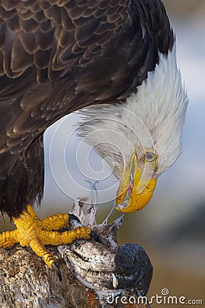 Alaskan Bald Eagle, Haliaeetus leucocephalus Stock Photo