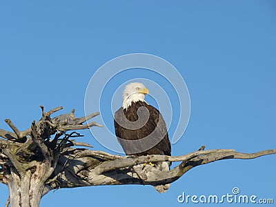 Alaskan bald eagle on wooden perch Stock Photo