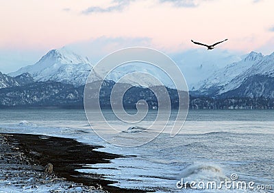 Alaskan beach at sunset with flying eagle Stock Photo