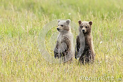 Alaskan Brown Bear Cubs stand in a field Stock Photo