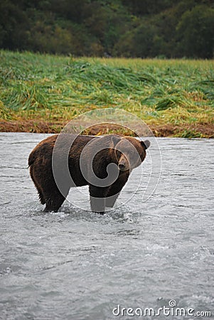 Alaskan Brown Bear/Grizzly Stock Photo