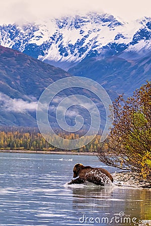 Alaskan Brown Bear (Ursus horribilis) at Lake Clark National Park looking for food Stock Photo