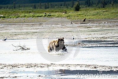Alaskan Coastal Brown Bear grizzly splashes in the river looking Stock Photo