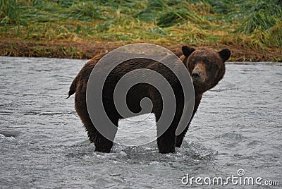 Alaskan Coastal Brown Bear Stock Photo