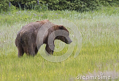 Brown Coastal Bear Eating Sedge Grass Stock Photo