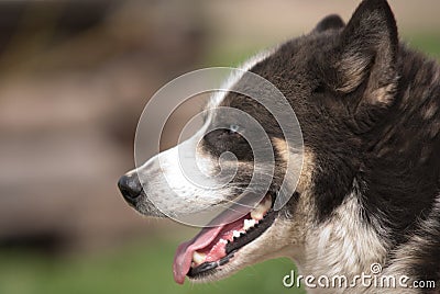 Alaskan husky profile Stock Photo