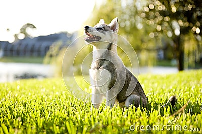 Alaskan Klee Kai puppy sitting on grass looking up Stock Photo