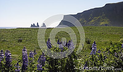 Alaskan lupine flowers, Hj rleifsh f r, M rdalssandur plain, Vik, Iceland Stock Photo