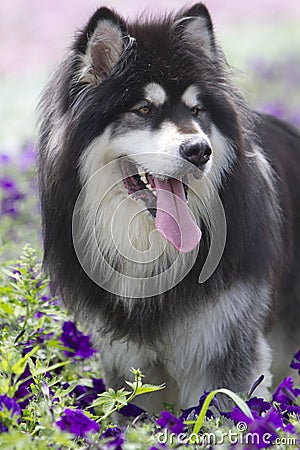 Alaskan Malamute Stock Photo