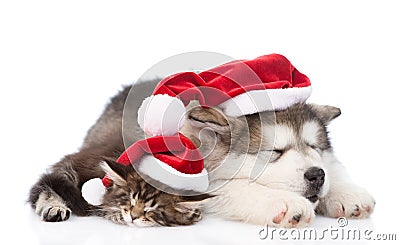 Alaskan malamute dog and maine coon cat with red santa hats sleeping together. isolated on white Stock Photo