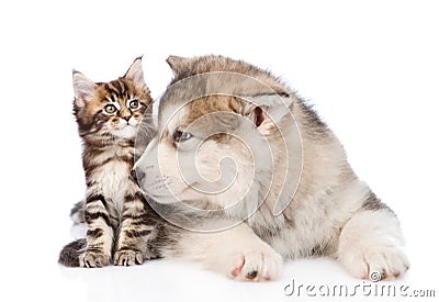 Alaskan malamute dog sniffing small maine coon cat. isolated Stock Photo