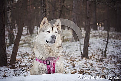 Alaskan Malamute with pink harness Stock Photo