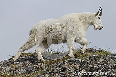 Alaskan Mountain goat Stock Photo