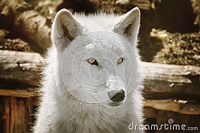 Alaskan Tundra Wolf Stock Photo