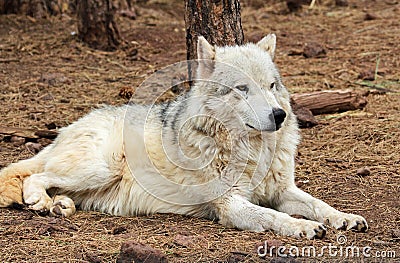 Alaskan Tundra Wolf laying on the ground Stock Photo