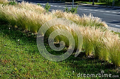 Ornamental steppe grasses can withstand drought and are decorative even in winter in rows or individually or in combination with a Stock Photo